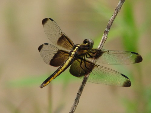 dragonfly, 8/09