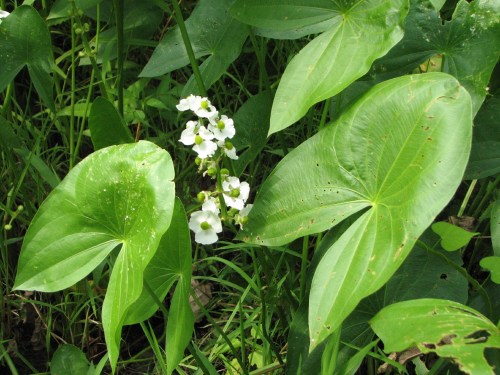Broad-leaved Arrowhead in bloom, 8/09
