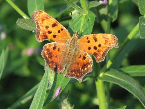 Comma, 8/09