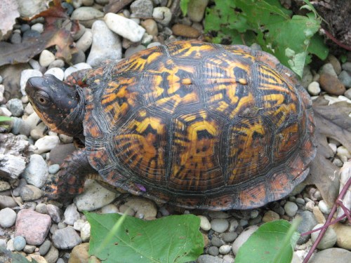 Eastern box turtle, 8/09