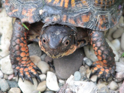 head of box turtle, 8/09