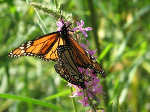 mating Monarch butterflies, 8/09