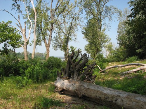 western park scene, Falls of the Ohio, 8/09