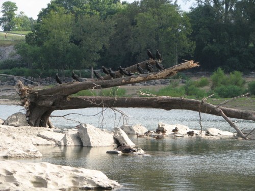 Vulture tree, 8/09 Vulture tree, 8/09