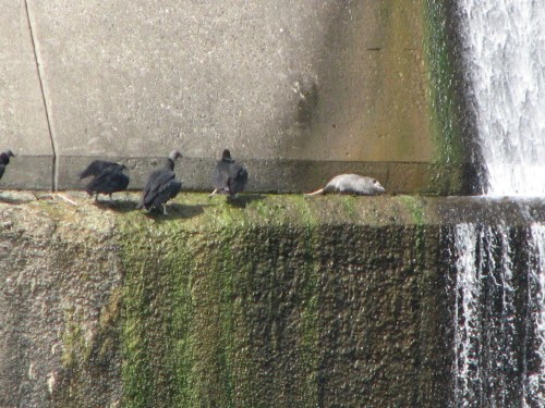 vultures chasing possum, 8/09 vultures chasing possum, 8/09