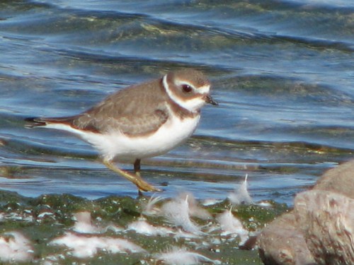 Semipalmated Plover, juvenile, 9/09