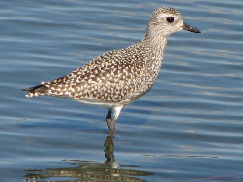 American Golden Plover, juvenile, 9/07
