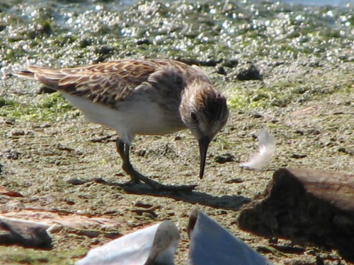 Least Sandpiper, 9/07