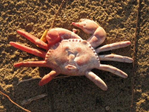 red plastic crab