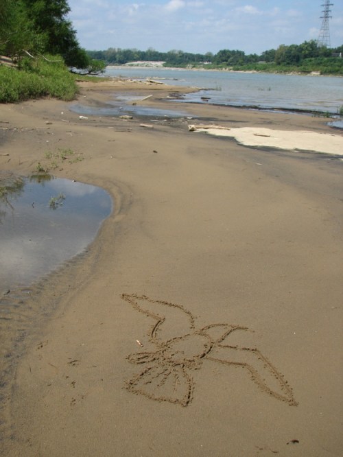 Bird sand drawing, 8/09