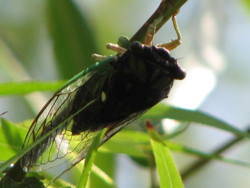 Cicada, 9/09