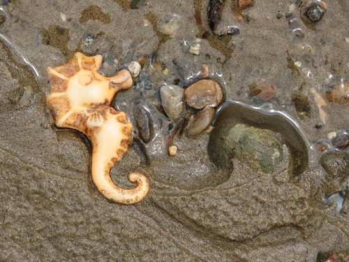 orange plastic seahorse