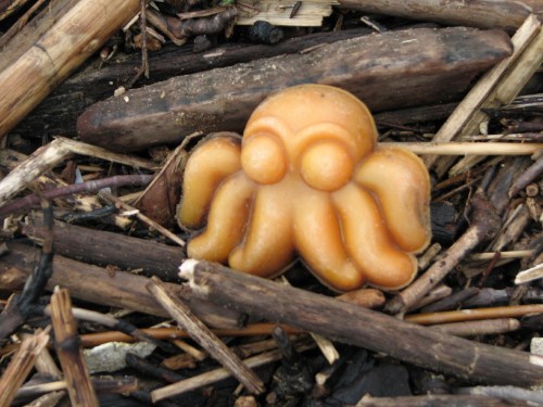 plastic octopus, sand toy
