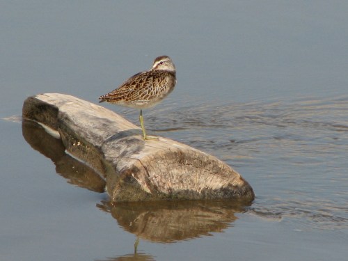 Short-billed Dowitcher, 9/08