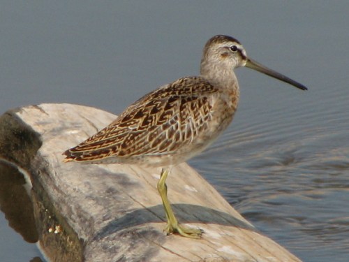 Short-billed Dowitcher, juvenile?, 9/08