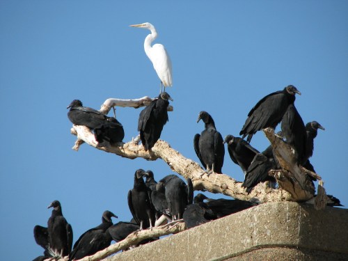 Great Egret with roosting Black Vultures, 10/08
