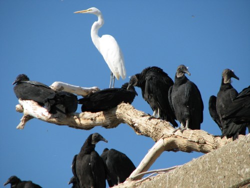 Great Egret with Black Vultures, 10/08