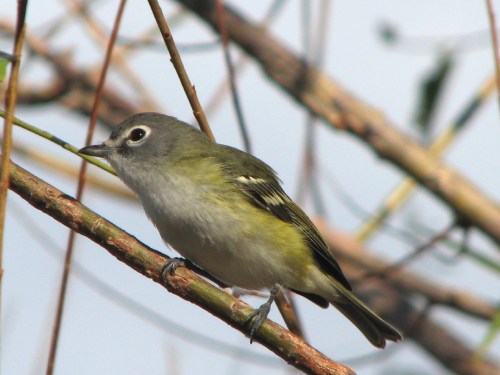 blue-headed vireo