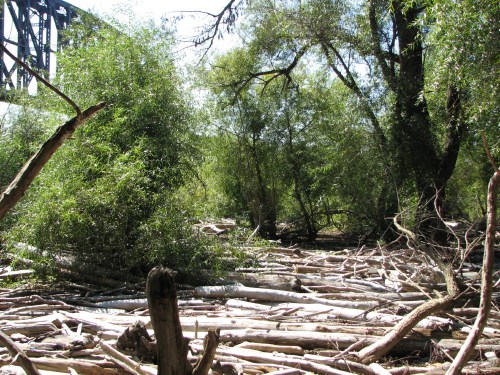 Willow habitat at the Falls, 10/09