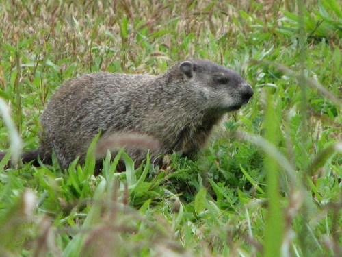 young groundhog, 10/09