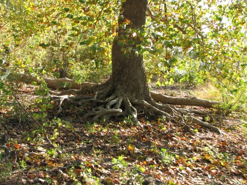 Sycamore in Fall, 10/09