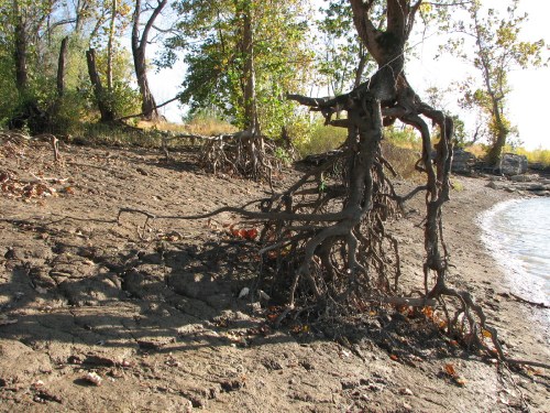Sycamores with open roots, 10/09