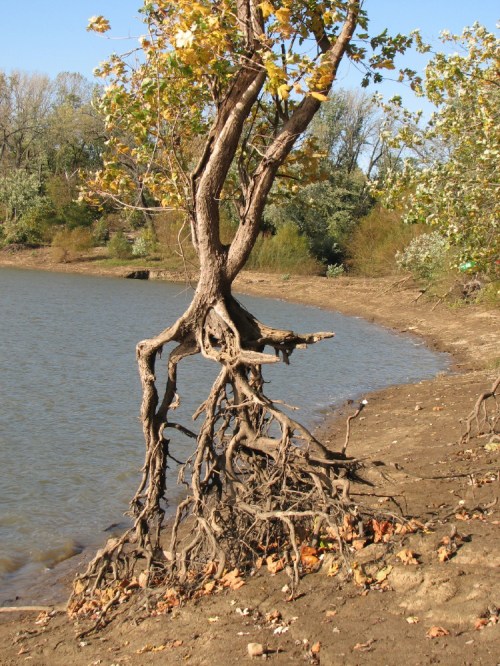 Walking Sycamore tree, 10/09