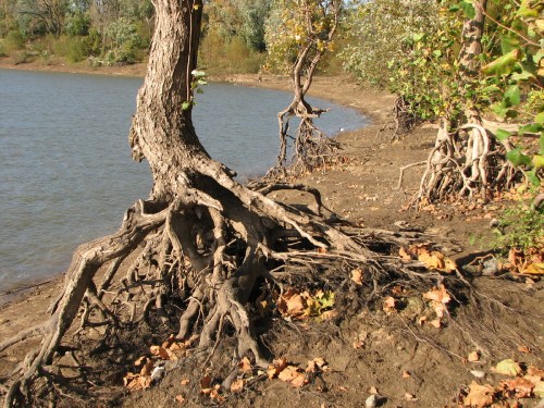 Sycamore trees, Falls of the Ohio, 10/09