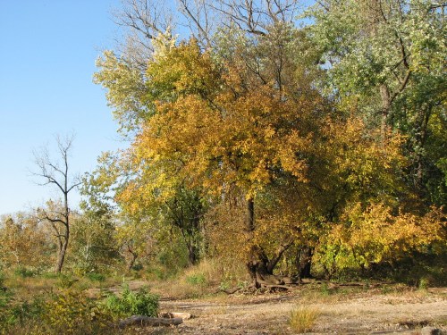 Late October color, 10/09