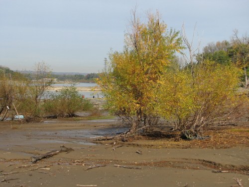 Autumn willows by the river, 10/09