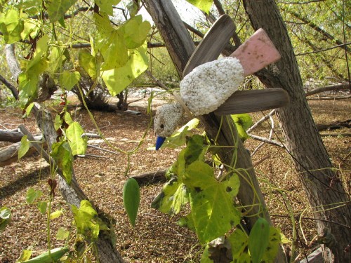 Uncommon Bluebill with Milkweed, 10/09