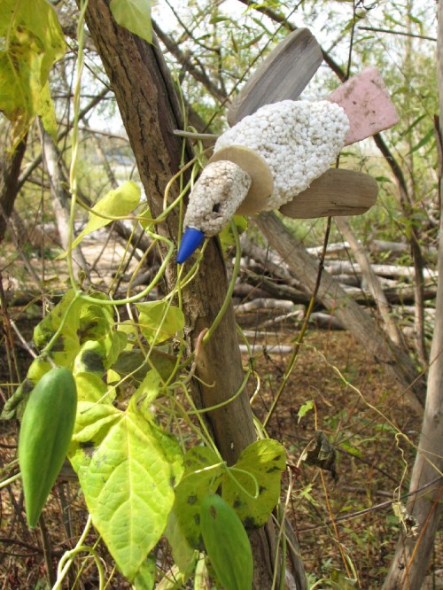 Uncommon Bluebill and Milkweed, 10/09