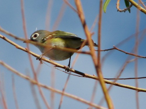 Blue-headed Vireo, 10/09