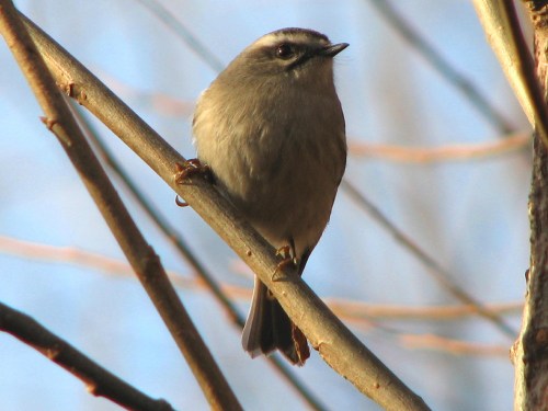 Golden-crowned Kinglet