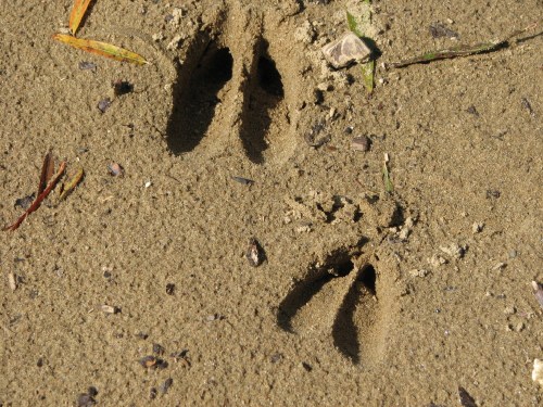 deer tracks in the sand, 10/09 deer tracks in the sand, 10/09