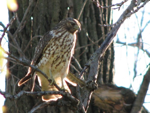 Cooper's Hawk, immature, 11/09