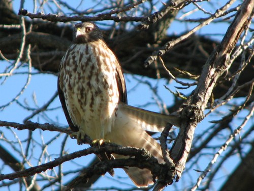 Cooper's Hawk, 11/09
