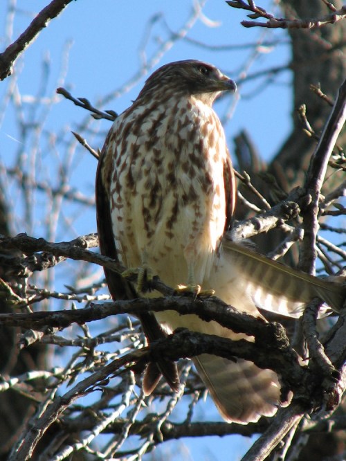Cooper's Hawk, immature, 11/09