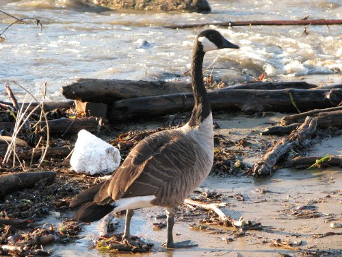 Canada Goose and Styrofoam, 11/09