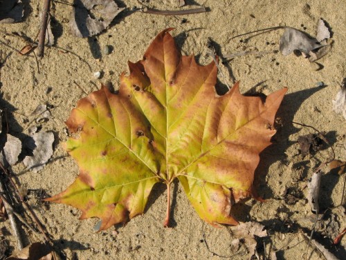 sycamore leaf, 11/09