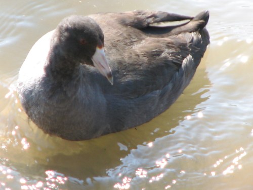 American Coot, 11/09