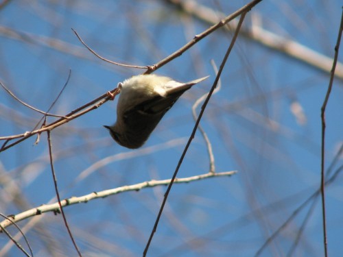 upside down Golden-crowned Kinglet, 11/09