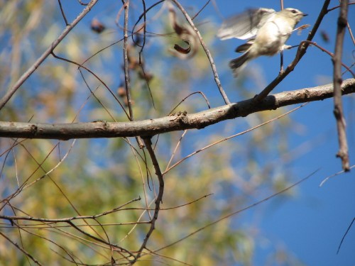 Golden-crowned Kinglet in action, 11/09