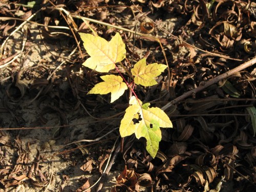 young maple tree's first autumn, 11/09