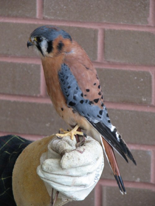American Kestrel, male, 5/2010