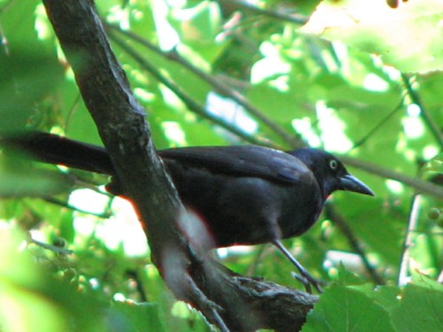 Grackle, 7/2010