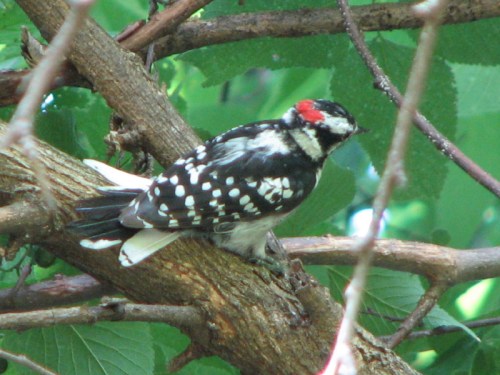 male, Downy Woodpecker, 7/2010