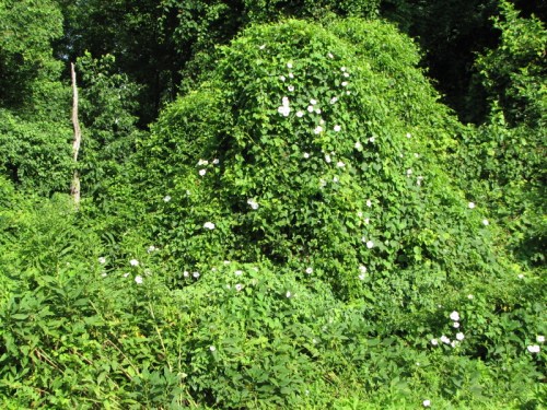 Vine covered vegetation, 7/2010