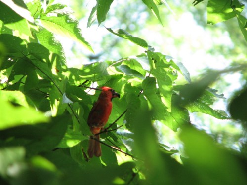 male cardinal with cicada, 7/2010
