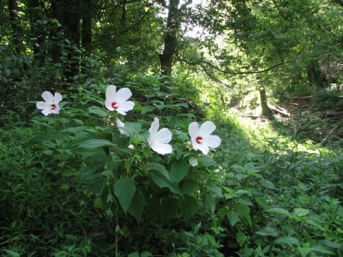 white hibiscus?, 7/2010